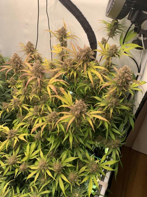 5.Grow: NewSetup Testrun 4 Fastbuds Aut.. Week 10 - 13.12. Papaya Cookies 