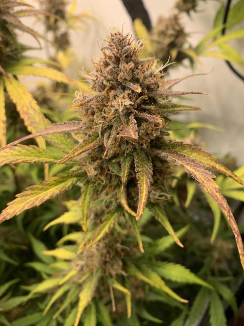 5.Grow: NewSetup Testrun 4 Fastbuds Aut.. Week 10 - 13.12. Papaya Cookies 