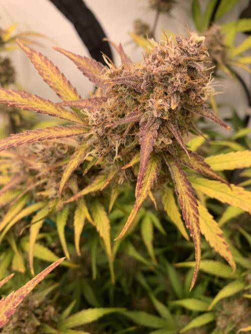 5.Grow: NewSetup Testrun 4 Fastbuds Aut.. Week 10 - 13.12. Papaya Cookies 