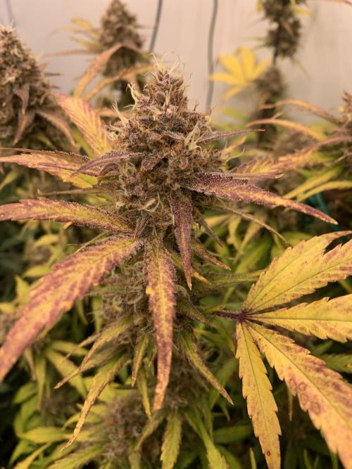 5.Grow: NewSetup Testrun 4 Fastbuds Aut.. Week 10 - 13.12. Papaya Cookies 