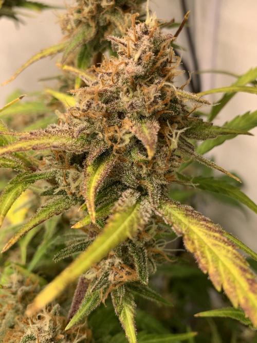 5.Grow: NewSetup Testrun 4 Fastbuds Aut.. Week 10 - 13.12. Papaya Cookies 