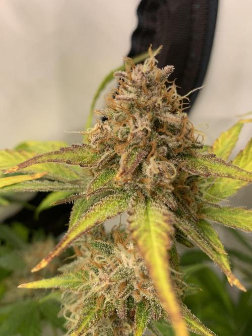 5.Grow: NewSetup Testrun 4 Fastbuds Aut.. Week 10 - 13.12. Papaya Cookies 