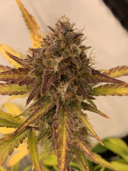 5.Grow: NewSetup Testrun 4 Fastbuds Aut.. Week 10 - 13.12. Papaya Cookies 