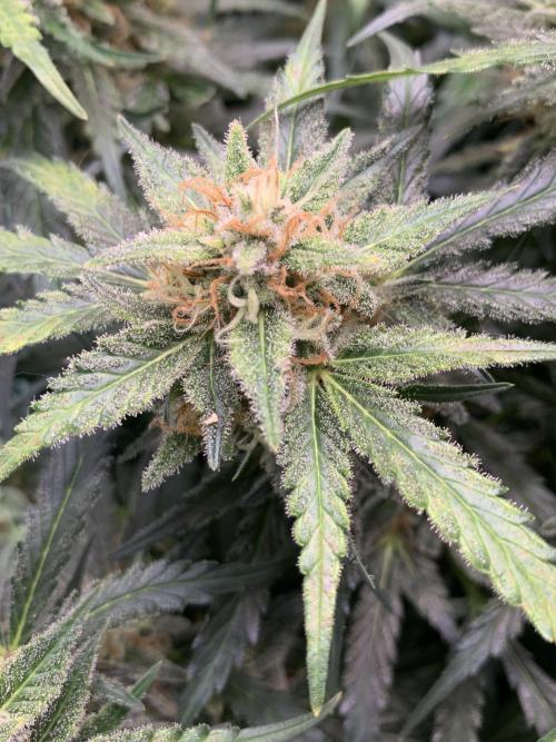 5.Grow: NewSetup Testrun 4 Fastbuds Aut.. Week 10 - 13.12. Z-Up