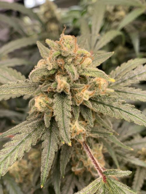 5.Grow: NewSetup Testrun 4 Fastbuds Aut.. Week 10 - 13.12. Z-Up