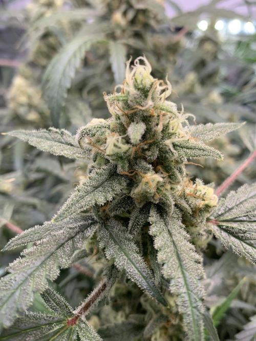 5.Grow: NewSetup Testrun 4 Fastbuds Aut.. Week 10 - 13.12. Z-Up