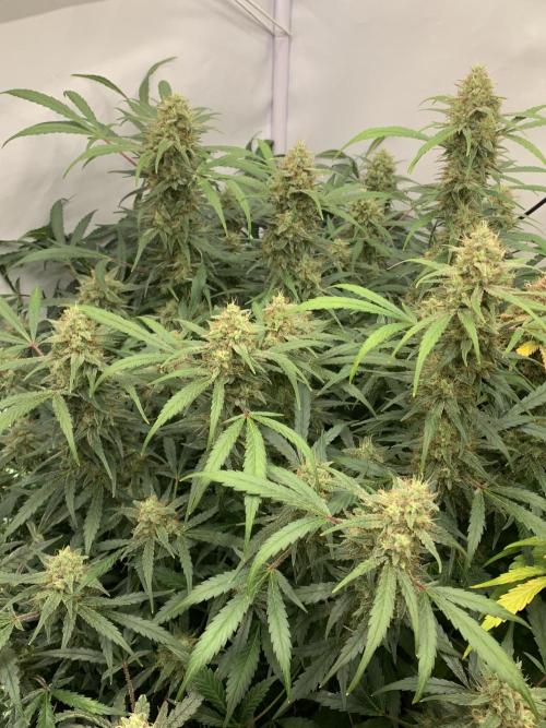 5.Grow: NewSetup Testrun 4 Fastbuds Aut.. Week 10 - 13.12. Frost Banger