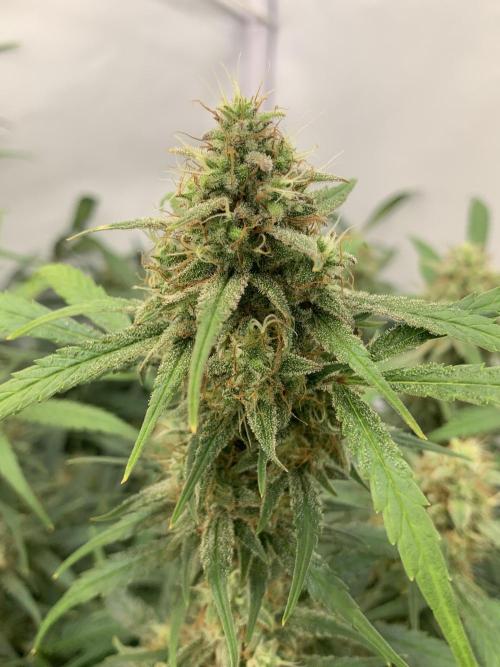 5.Grow: NewSetup Testrun 4 Fastbuds Aut.. Week 10 - 13.12. Frost Banger