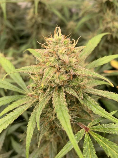 5.Grow: NewSetup Testrun 4 Fastbuds Aut.. Week 10 - 13.12. Frost Banger