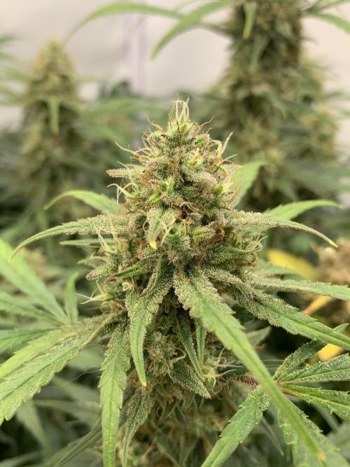 5.Grow: NewSetup Testrun 4 Fastbuds Aut.. Week 10 - 13.12. Frost Banger