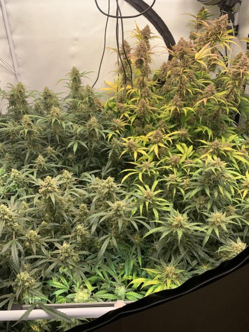 5.Grow: NewSetup Testrun 4 Fastbuds Aut.. Week 11 - 14.12. 00:13