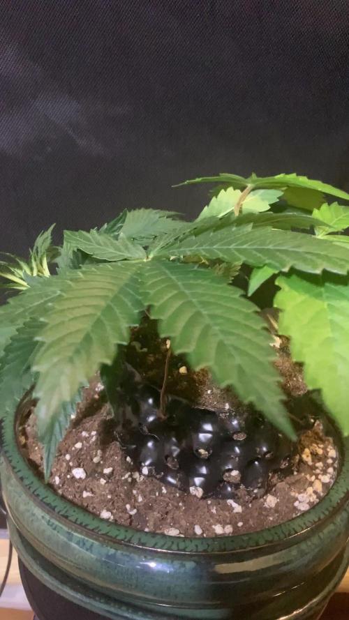 1.Bonsai: Lemon Cherry Runtz✌️