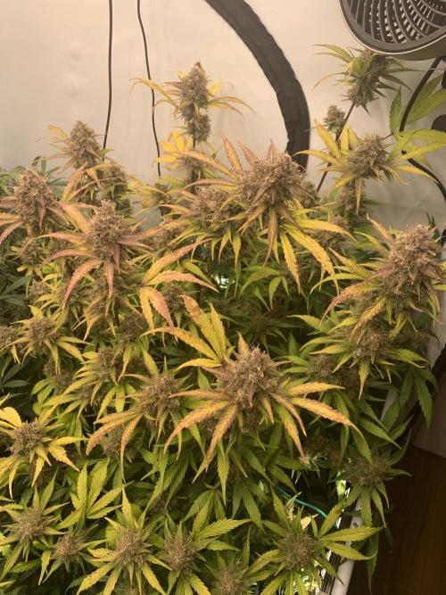 5.Grow: NewSetup Testrun 4 Fastbuds Aut.. Week 11 - 14.12. 22:15 Papaya Cookies 