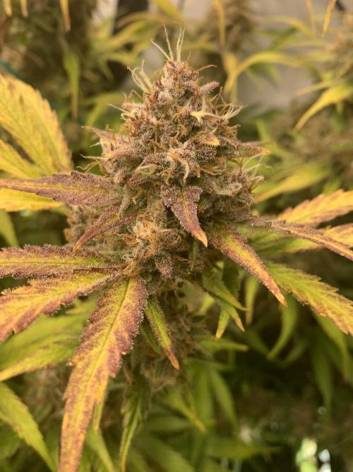 5.Grow: NewSetup Testrun 4 Fastbuds Aut.. Week 11 - 14.12. 22:15 Papaya Cookies 