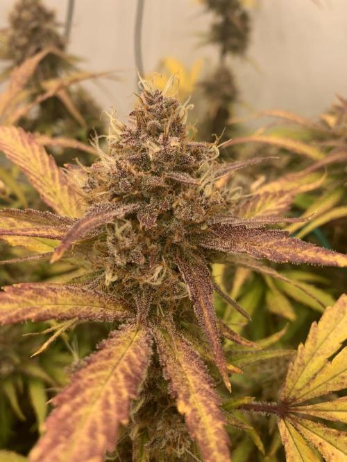 5.Grow: NewSetup Testrun 4 Fastbuds Aut.. Week 11 - 14.12. 22:15 Papaya Cookies 