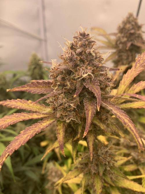 5.Grow: NewSetup Testrun 4 Fastbuds Aut.. Week 11 - 14.12. 22:15 Papaya Cookies 