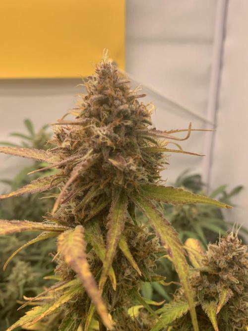 5.Grow: NewSetup Testrun 4 Fastbuds Aut.. Week 11 - 14.12. 22:15 Papaya Cookies 