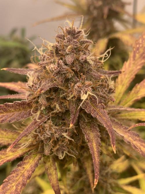 5.Grow: NewSetup Testrun 4 Fastbuds Aut.. Week 11 - 14.12. 22:15 Papaya Cookies 