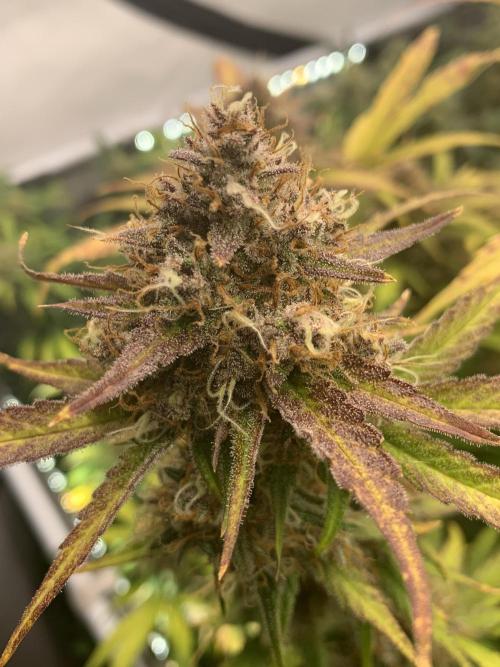 5.Grow: NewSetup Testrun 4 Fastbuds Aut.. Week 11 - 14.12. 22:15 Papaya Cookies 