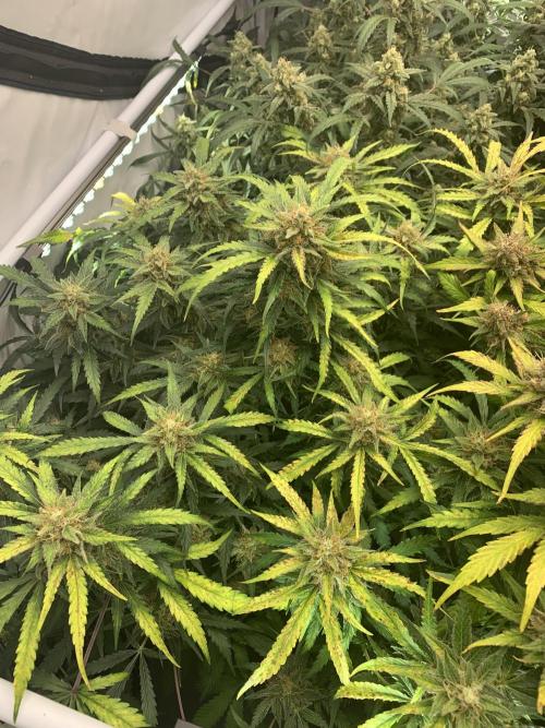 5.Grow: NewSetup Testrun 4 Fastbuds Aut.. Week 11 - 14.12. 22:15 Z-Up