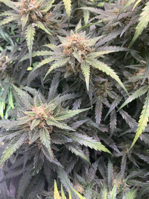 5.Grow: NewSetup Testrun 4 Fastbuds Aut.. Week 11 - 14.12. 22:15 Z-Up