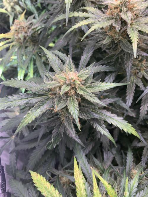 5.Grow: NewSetup Testrun 4 Fastbuds Aut.. Week 11 - 14.12. 22:15 Z-Up