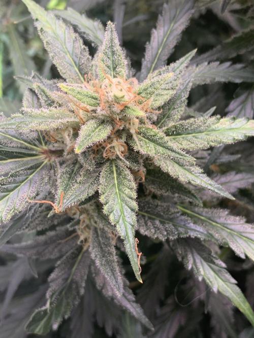 5.Grow: NewSetup Testrun 4 Fastbuds Aut.. Week 11 - 14.12. 22:15 Z-Up