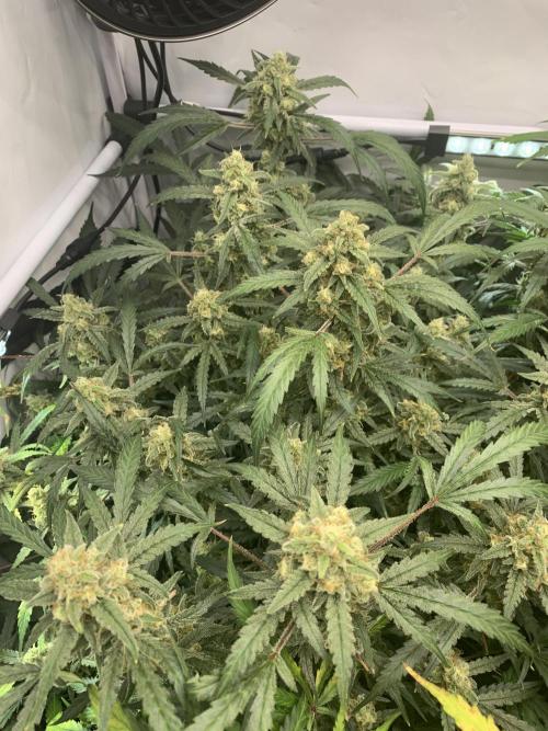 5.Grow: NewSetup Testrun 4 Fastbuds Aut.. Week 11 - 14.12. 22:15 Z-Up