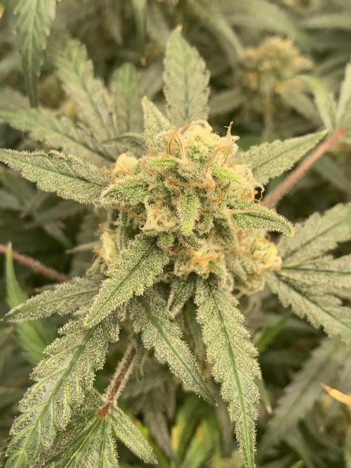 5.Grow: NewSetup Testrun 4 Fastbuds Aut.. Week 11 - 14.12. 22:15 Z-Up