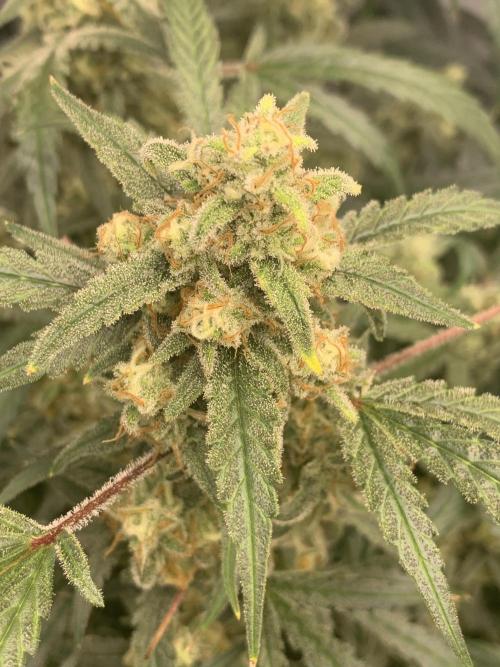 5.Grow: NewSetup Testrun 4 Fastbuds Aut.. Week 11 - 14.12. 22:15 Z-Up