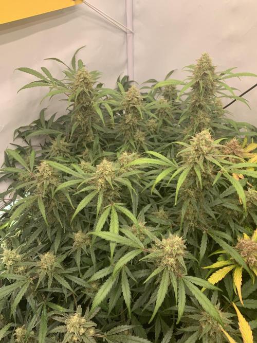 5.Grow: NewSetup Testrun 4 Fastbuds Aut.. Week 11 - 14.12. 22:15 Frost Banger