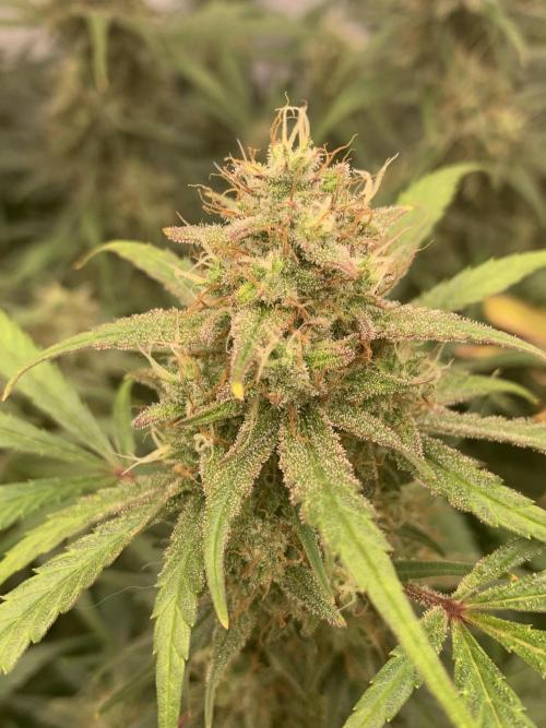 5.Grow: NewSetup Testrun 4 Fastbuds Aut.. Week 11 - 14.12. 22:15 Frost Banger