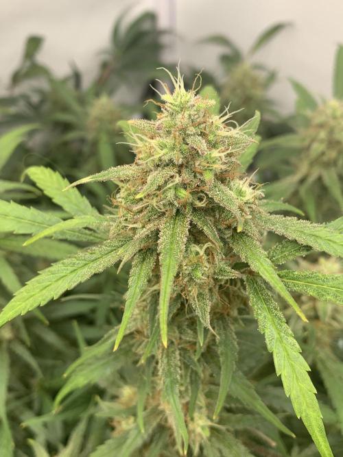 5.Grow: NewSetup Testrun 4 Fastbuds Aut.. Week 11 - 14.12. 22:15 Frost Banger