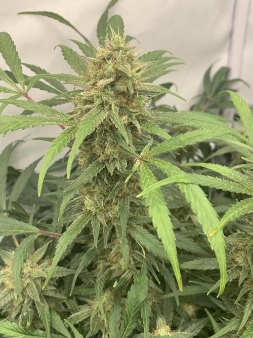 5.Grow: NewSetup Testrun 4 Fastbuds Aut.. Week 11 - 14.12. 22:15 Frost Banger