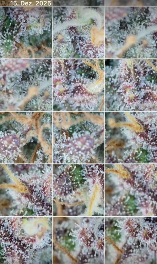 5.Grow: NewSetup Testrun 4 Fastbuds Aut.. Week 11 - 15.12. Papaya Cookies 