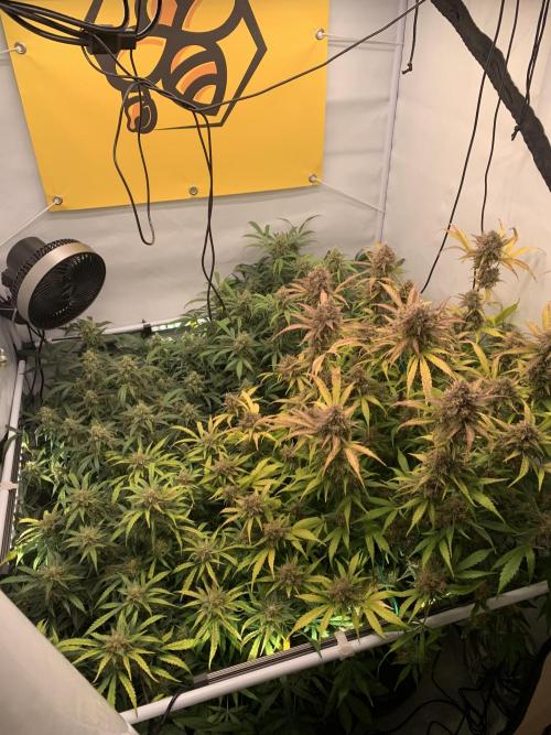 5.Grow: NewSetup Testrun 4 Fastbuds Aut.. Week 11 - 15.12.