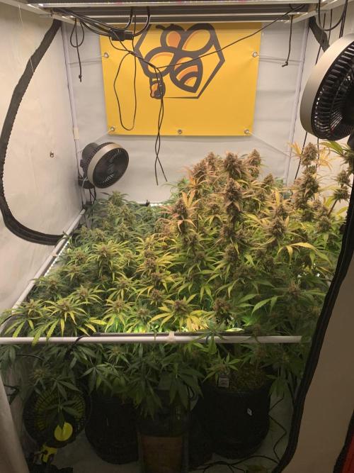 5.Grow: NewSetup Testrun 4 Fastbuds Aut.. Week 11 - 16.12.