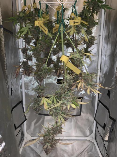5.Grow: NewSetup Testrun 4 Fastbuds Aut.. Week 11 - 17.12. 1/2 Papaya Cookies 