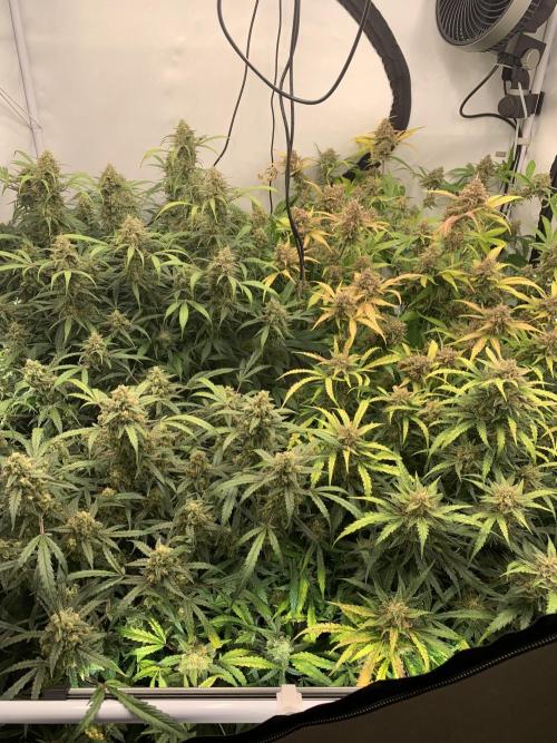 5.Grow: NewSetup Testrun 4 Fastbuds Aut.. Week 11 - 17.12.