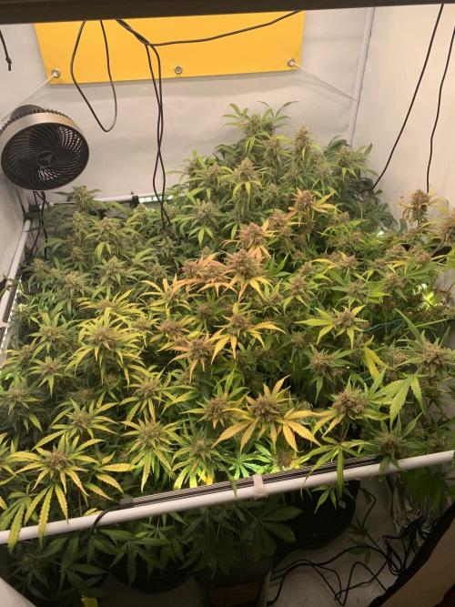 5.Grow: NewSetup Testrun 4 Fastbuds Aut.. Week 11 - 18.12.