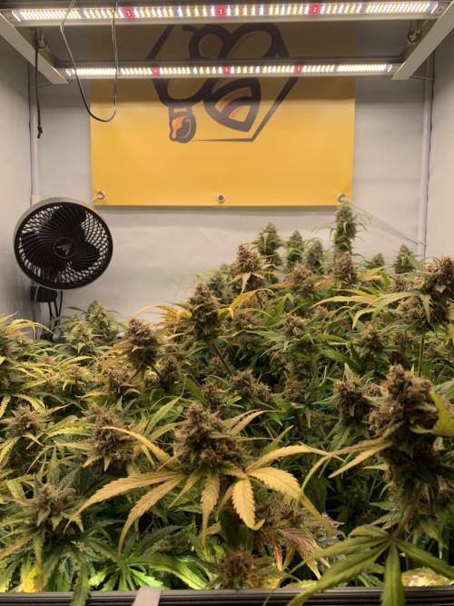 5.Grow: NewSetup Testrun 4 Fastbuds Aut.. Week 11 - 19.12.