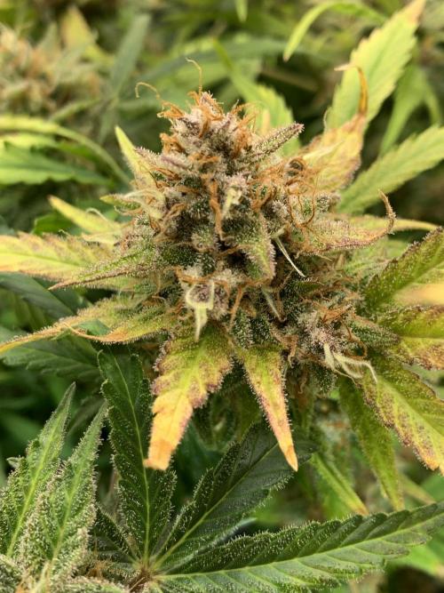 5.Grow: NewSetup Testrun 4 Fastbuds Aut.. Week 11 - 19.12. Papaya Cookies 