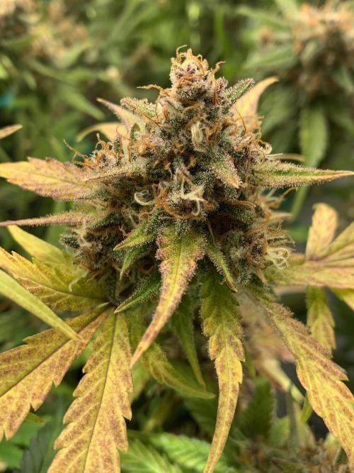 5.Grow: NewSetup Testrun 4 Fastbuds Aut.. Week 11 - 19.12. Papaya Cookies 