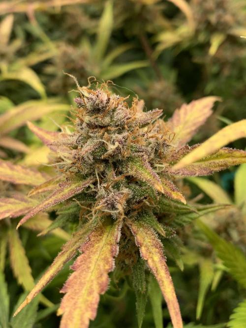 5.Grow: NewSetup Testrun 4 Fastbuds Aut.. Week 11 - 19.12. Papaya Cookies 