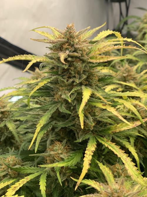 5.Grow: NewSetup Testrun 4 Fastbuds Aut.. Week 11 - 19.12. Z-Up