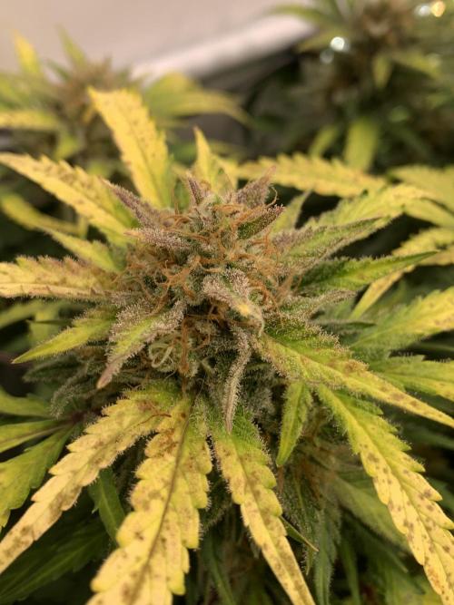 5.Grow: NewSetup Testrun 4 Fastbuds Aut.. Week 11 - 19.12. Z-Up