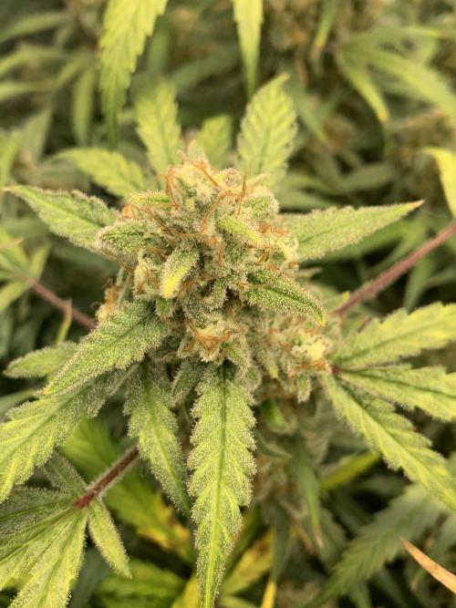 5.Grow: NewSetup Testrun 4 Fastbuds Aut.. Week 11 - 19.12. Z-Up