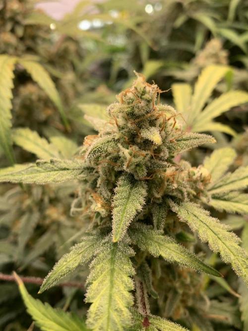 5.Grow: NewSetup Testrun 4 Fastbuds Aut.. Week 11 - 19.12. Z-Up