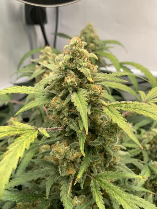 5.Grow: NewSetup Testrun 4 Fastbuds Aut.. Week 11 - 19.12. Z-Up