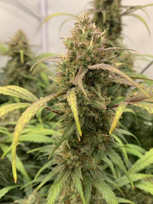 5.Grow: NewSetup Testrun 4 Fastbuds Aut.. Week 11 - 19.12. Frost Banger